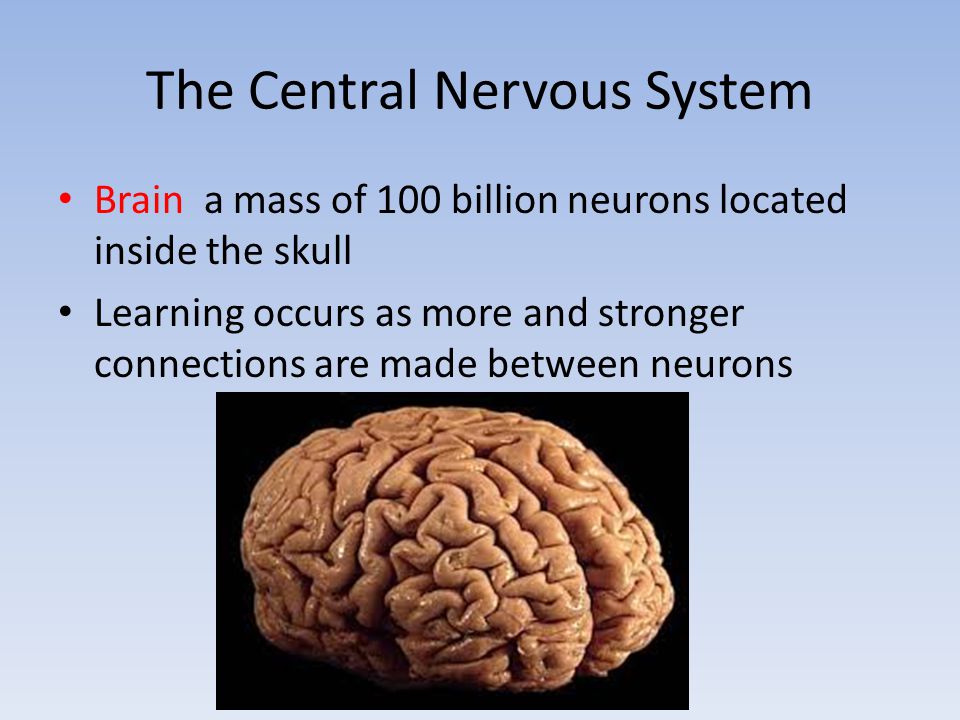 The Central Nervous System Brain a mass of 100 billion neurons located inside the skull Learning occurs as more and stronger connections are made between neurons