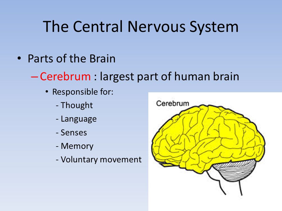 The Central Nervous System Parts of the Brain – Cerebrum : largest part of human brain Responsible for: - Thought - Language - Senses - Memory - Voluntary movement