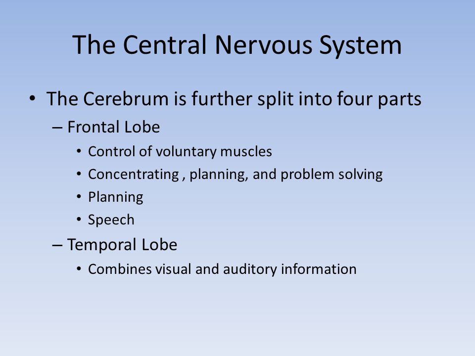 The Central Nervous System The Cerebrum is further split into four parts – Frontal Lobe Control of voluntary muscles Concentrating, planning, and problem solving Planning Speech – Temporal Lobe Combines visual and auditory information