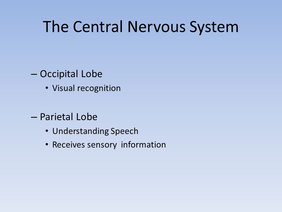 The Central Nervous System – Occipital Lobe Visual recognition – Parietal Lobe Understanding Speech Receives sensory information