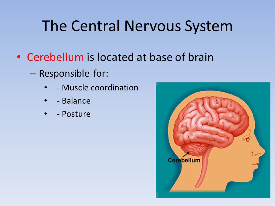 The Central Nervous System Cerebellum is located at base of brain – Responsible for: - Muscle coordination - Balance - Posture