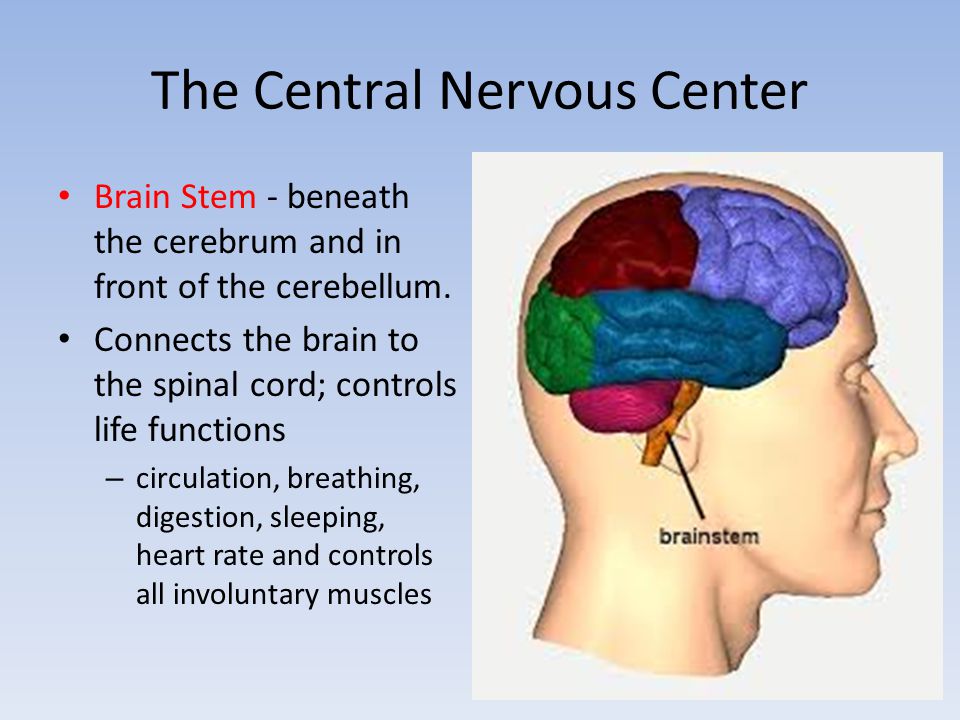 The Central Nervous Center Brain Stem - beneath the cerebrum and in front of the cerebellum.