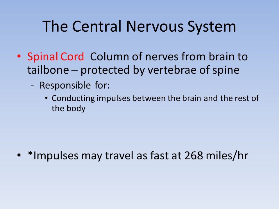 The Central Nervous System Spinal Cord Column of nerves from brain to tailbone – protected by vertebrae of spine -Responsible for: Conducting impulses between the brain and the rest of the body *Impulses may travel as fast at 268 miles/hr