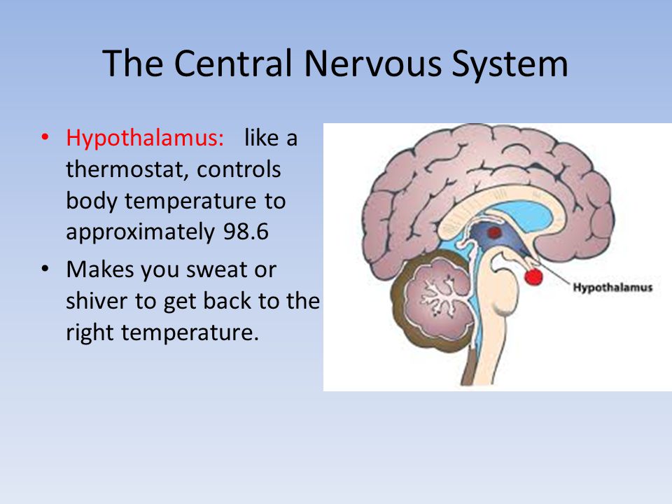 The Central Nervous System Hypothalamus: like a thermostat, controls body temperature to approximately 98.6 Makes you sweat or shiver to get back to the right temperature.