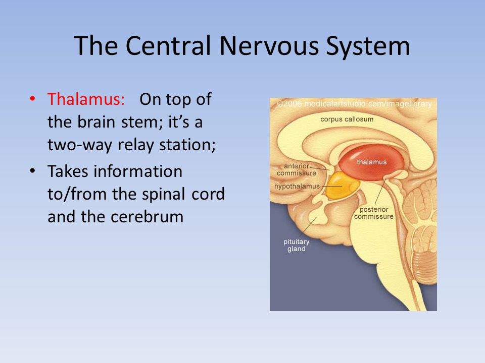 The Central Nervous System Thalamus: On top of the brain stem; it’s a two-way relay station; Takes information to/from the spinal cord and the cerebrum