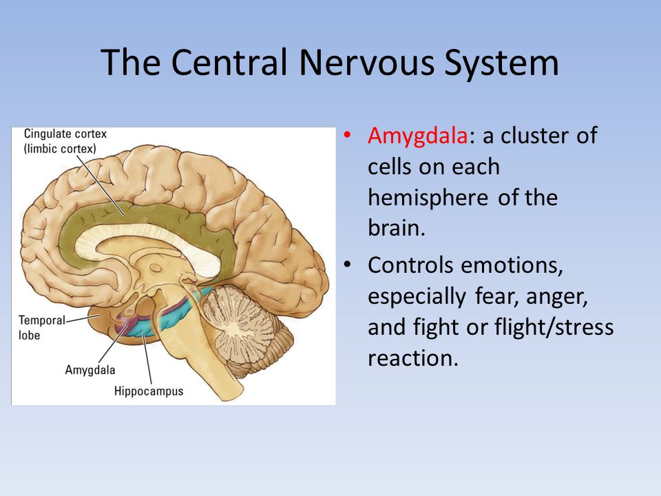 The Central Nervous System Amygdala: a cluster of cells on each hemisphere of the brain.