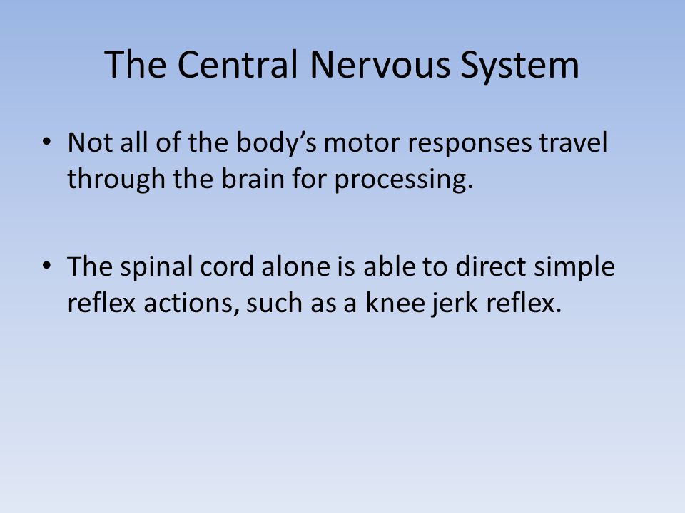 The Central Nervous System Not all of the body’s motor responses travel through the brain for processing.