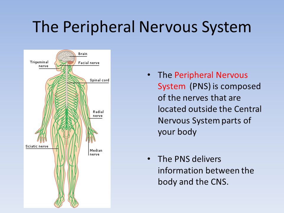 The Peripheral Nervous System The Peripheral Nervous System (PNS) is composed of the nerves that are located outside the Central Nervous System parts of your body The PNS delivers information between the body and the CNS.