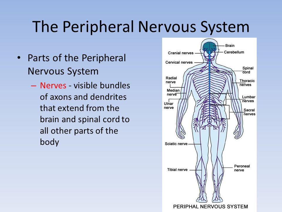The Peripheral Nervous System Parts of the Peripheral Nervous System – Nerves - visible bundles of axons and dendrites that extend from the brain and spinal cord to all other parts of the body