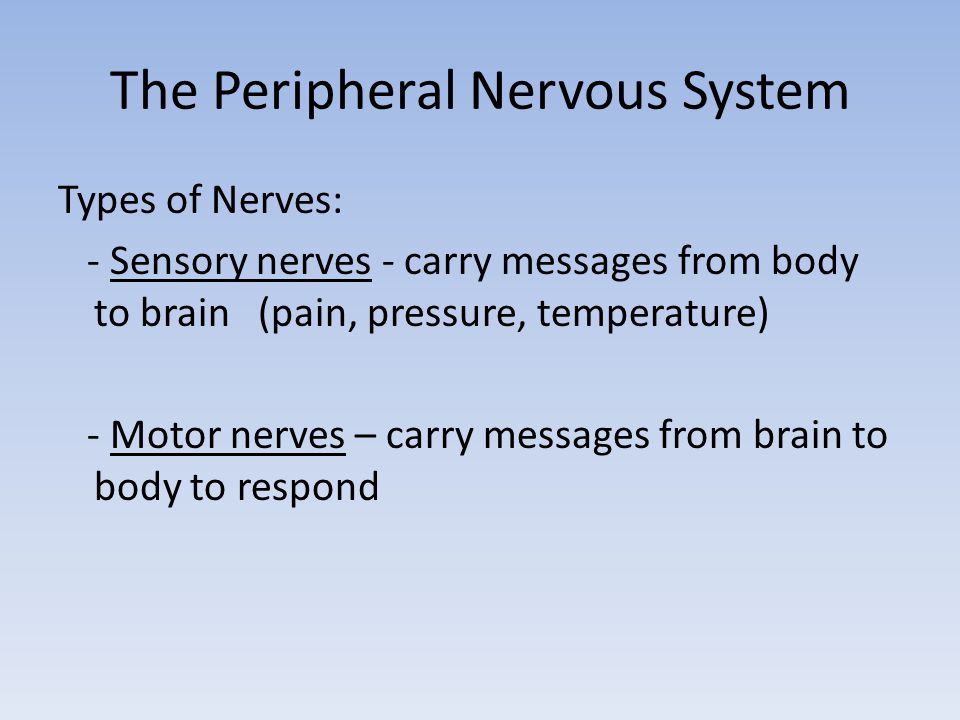 The Peripheral Nervous System Types of Nerves: - Sensory nerves - carry messages from body to brain (pain, pressure, temperature) - Motor nerves – carry messages from brain to body to respond