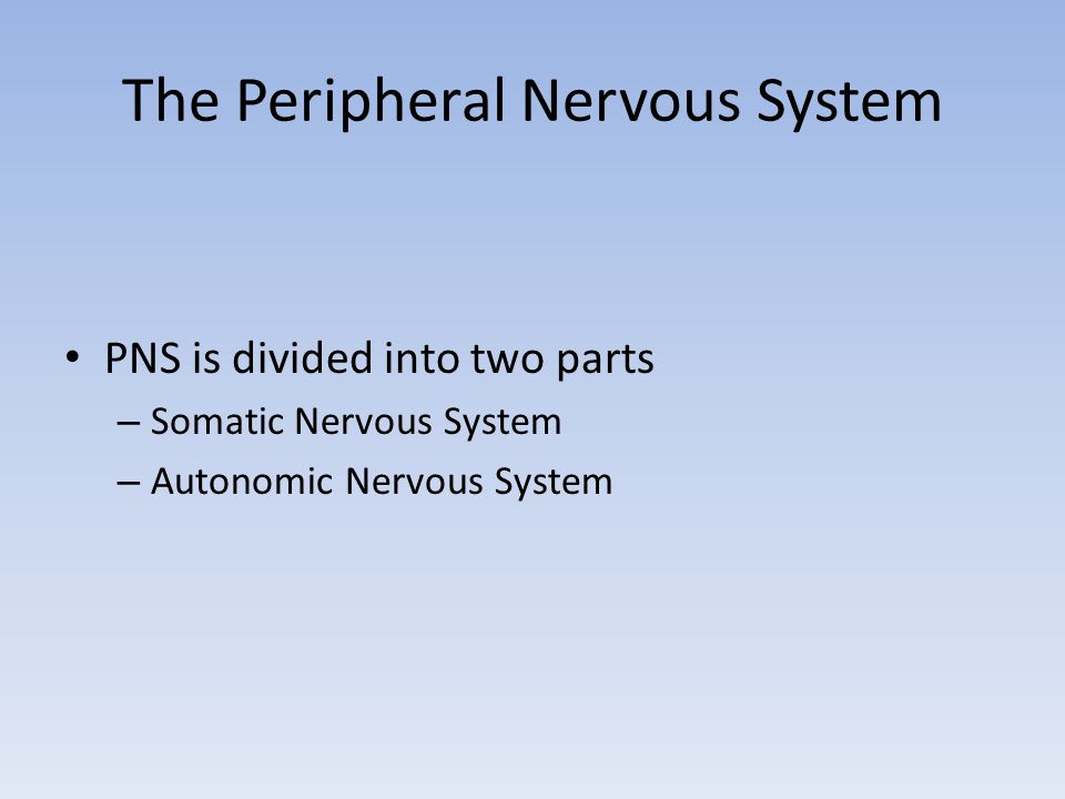 PNS is divided into two parts – Somatic Nervous System – Autonomic Nervous System