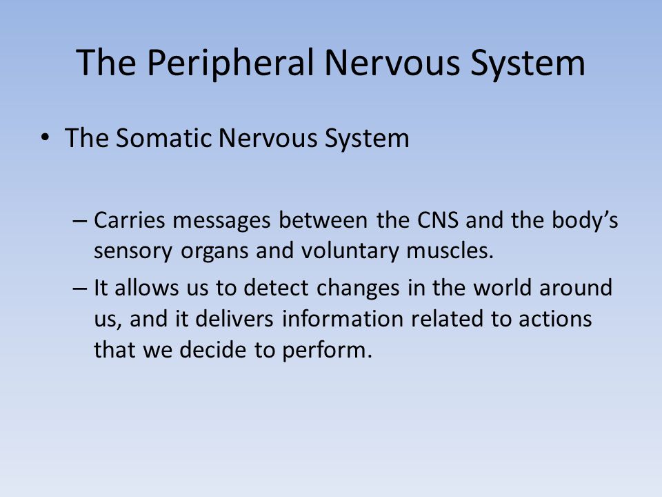 The Peripheral Nervous System The Somatic Nervous System – Carries messages between the CNS and the body’s sensory organs and voluntary muscles.