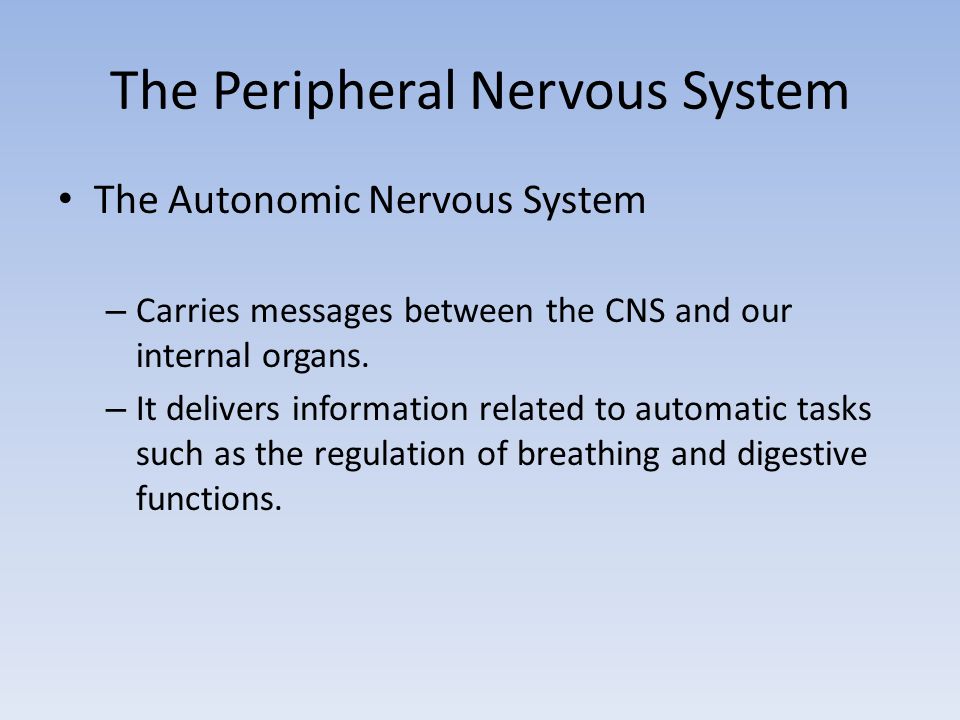 The Peripheral Nervous System The Autonomic Nervous System – Carries messages between the CNS and our internal organs.