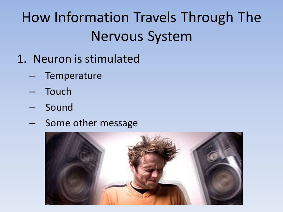 How Information Travels Through The Nervous System 1.Neuron is stimulated – Temperature – Touch – Sound – Some other message