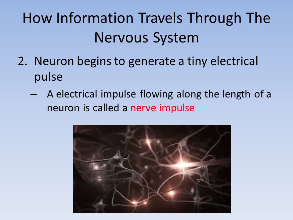 How Information Travels Through The Nervous System 2.Neuron begins to generate a tiny electrical pulse – A electrical impulse flowing along the length of a neuron is called a nerve impulse