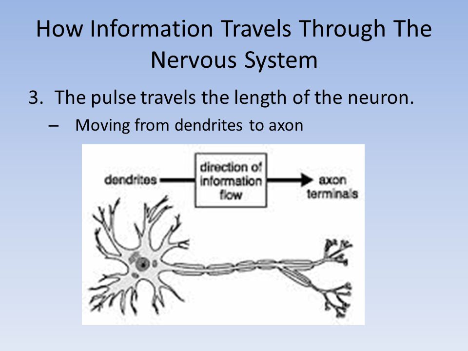 How Information Travels Through The Nervous System 3.The pulse travels the length of the neuron.