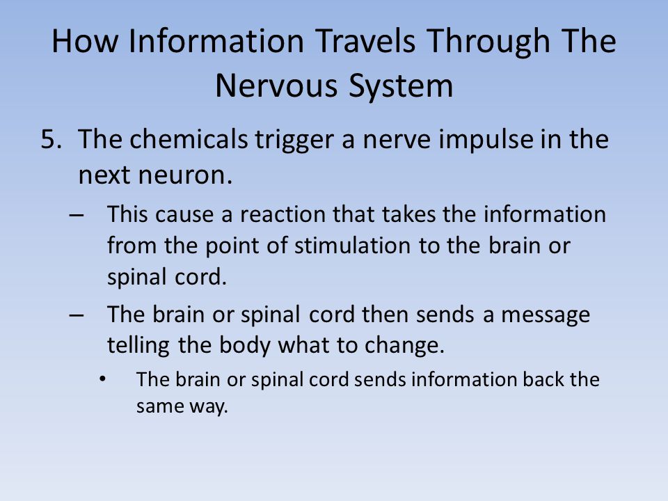 How Information Travels Through The Nervous System 5.The chemicals trigger a nerve impulse in the next neuron.