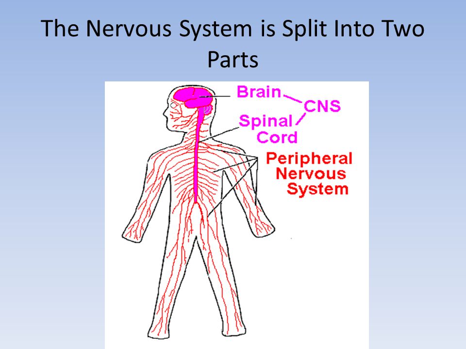 The Nervous System is Split Into Two Parts
