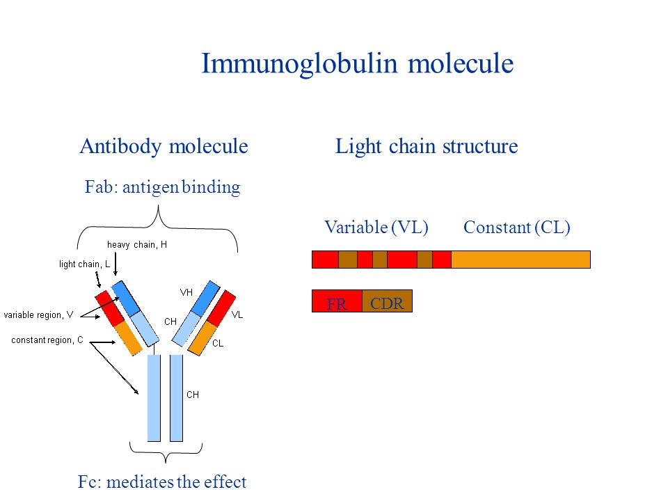 Immunoglobulin molecule Light chain structure FR Variable (VL)Constant (CL) CDR Antibody molecule Fab: antigen binding Fc: mediates the effect