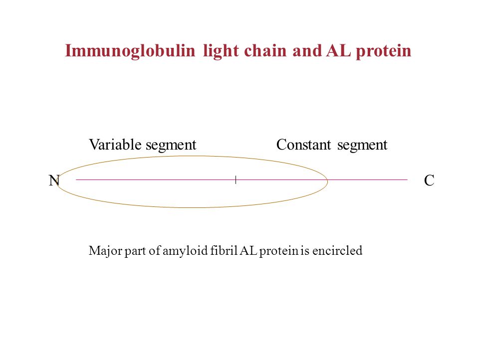 NC Variable segmentConstant segment Immunoglobulin light chain and AL protein Major part of amyloid fibril AL protein is encircled
