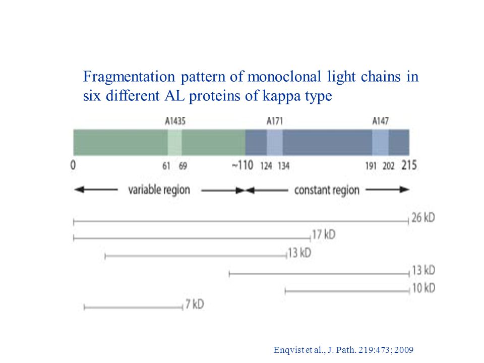 Fragmentation pattern of monoclonal light chains in six different AL proteins of kappa type Enqvist et al., J.