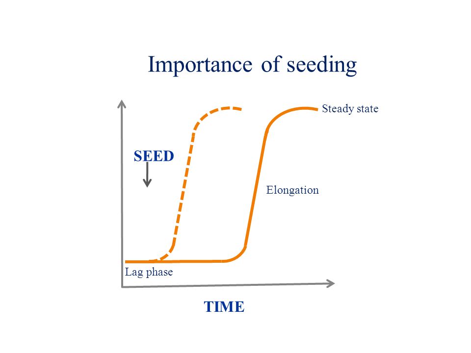 TIME SEED Importance of seeding Lag phase Elongation Steady state