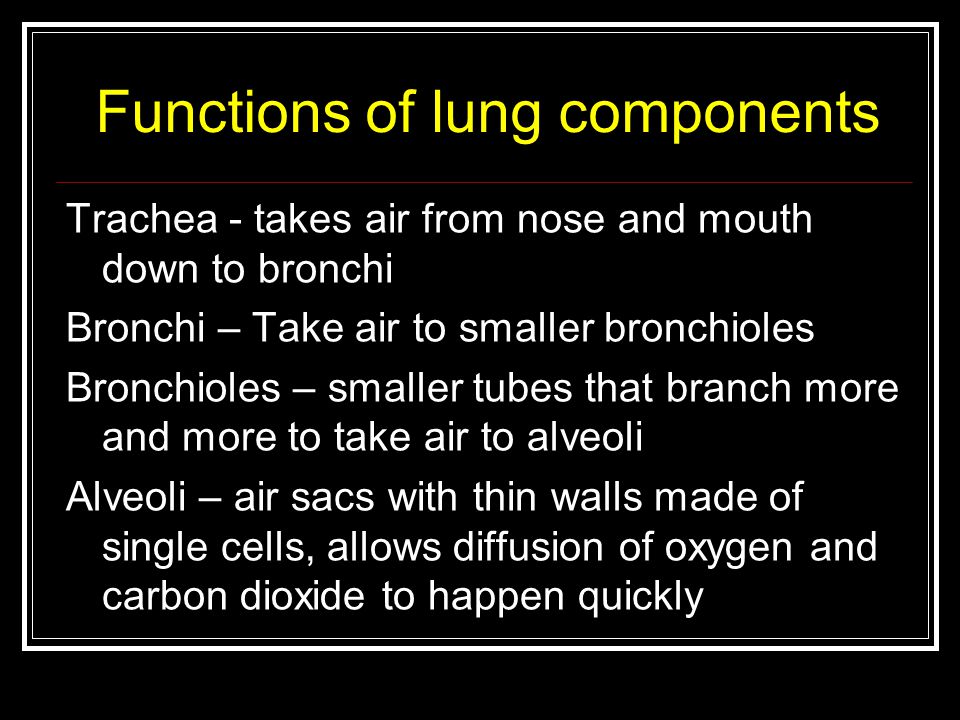 Functions of lung components Trachea - takes air from nose and mouth down to bronchi Bronchi – Take air to smaller bronchioles Bronchioles – smaller tubes that branch more and more to take air to alveoli Alveoli – air sacs with thin walls made of single cells, allows diffusion of oxygen and carbon dioxide to happen quickly