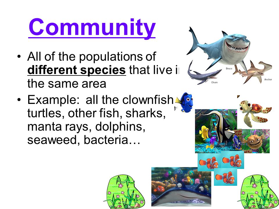 Community All of the populations of different species that live in the same area Example: all the clownfish, turtles, other fish, sharks, manta rays, dolphins, seaweed, bacteria…