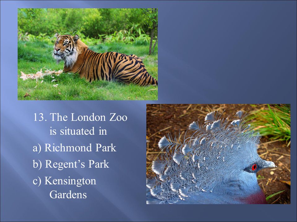13. The London Zoo is situated in a) Richmond Park b) Regent’s Park c) Kensington Gardens