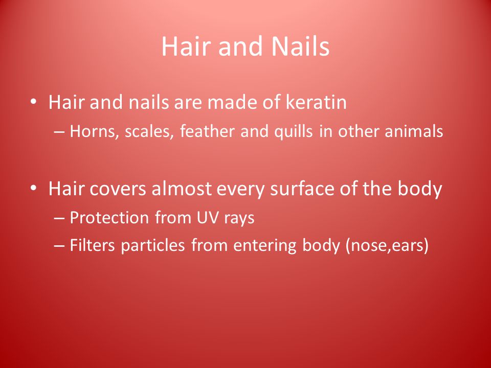 Hair and Nails Hair and nails are made of keratin – Horns, scales, feather and quills in other animals Hair covers almost every surface of the body – Protection from UV rays – Filters particles from entering body (nose,ears)