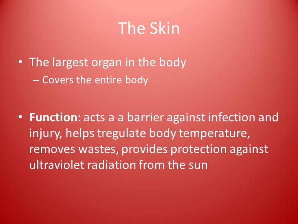 The Skin The largest organ in the body – Covers the entire body Function: acts a a barrier against infection and injury, helps tregulate body temperature, removes wastes, provides protection against ultraviolet radiation from the sun