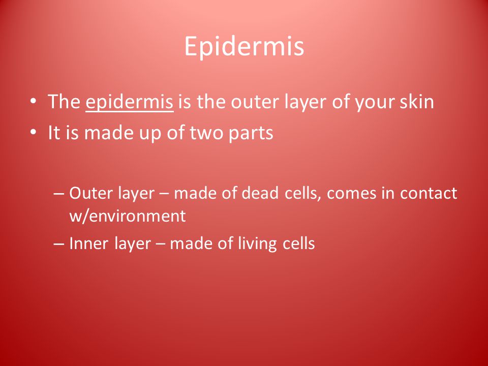 Epidermis The epidermis is the outer layer of your skin It is made up of two parts – Outer layer – made of dead cells, comes in contact w/environment – Inner layer – made of living cells
