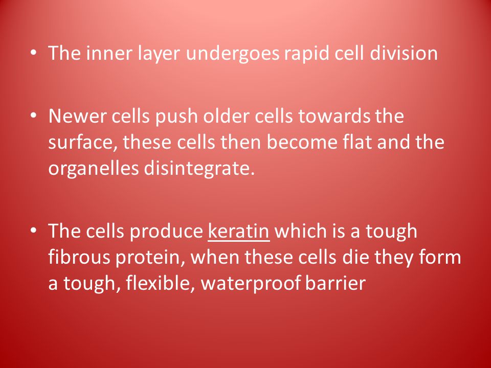 The inner layer undergoes rapid cell division Newer cells push older cells towards the surface, these cells then become flat and the organelles disintegrate.