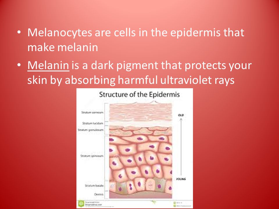 Melanocytes are cells in the epidermis that make melanin Melanin is a dark pigment that protects your skin by absorbing harmful ultraviolet rays