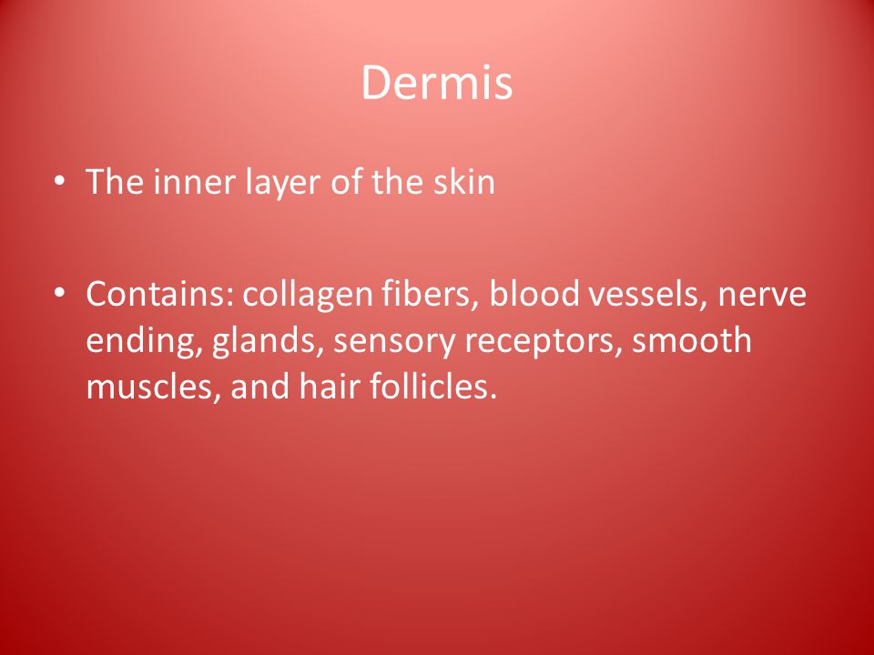 Dermis The inner layer of the skin Contains: collagen fibers, blood vessels, nerve ending, glands, sensory receptors, smooth muscles, and hair follicles.
