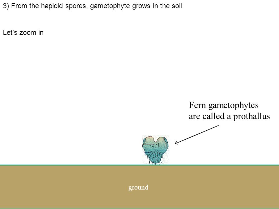 .... 2) Haploid spores land in the soil