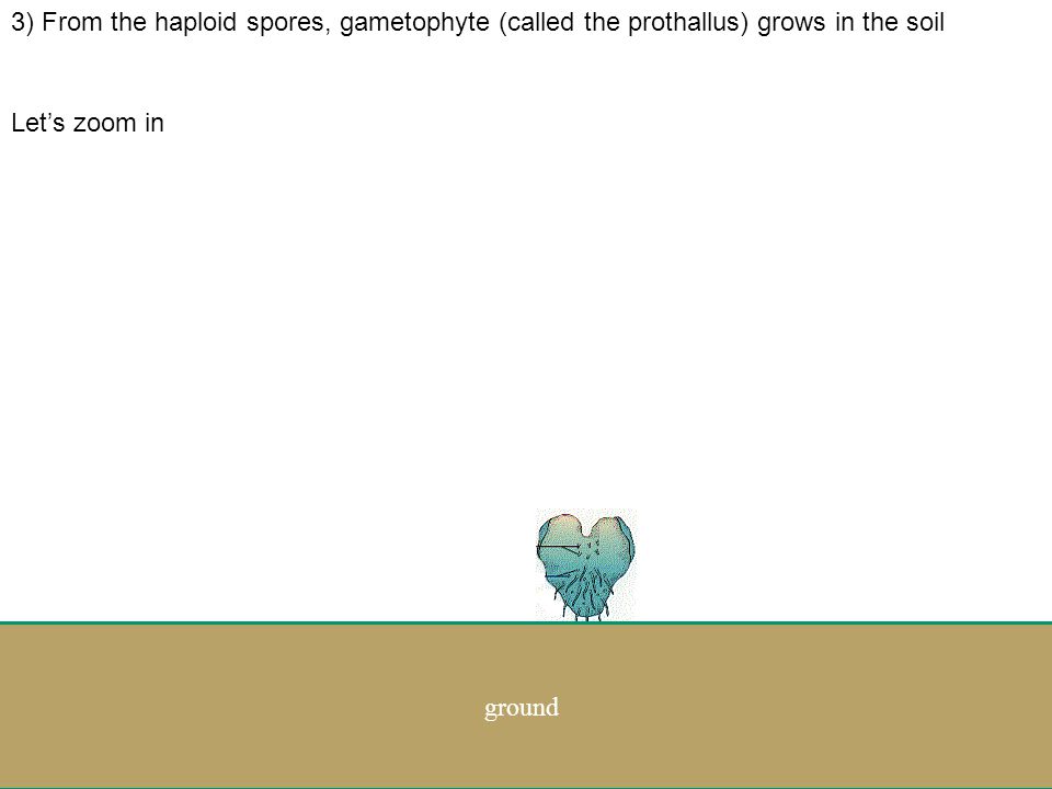 .... ground 2) Haploid spores land in the soil