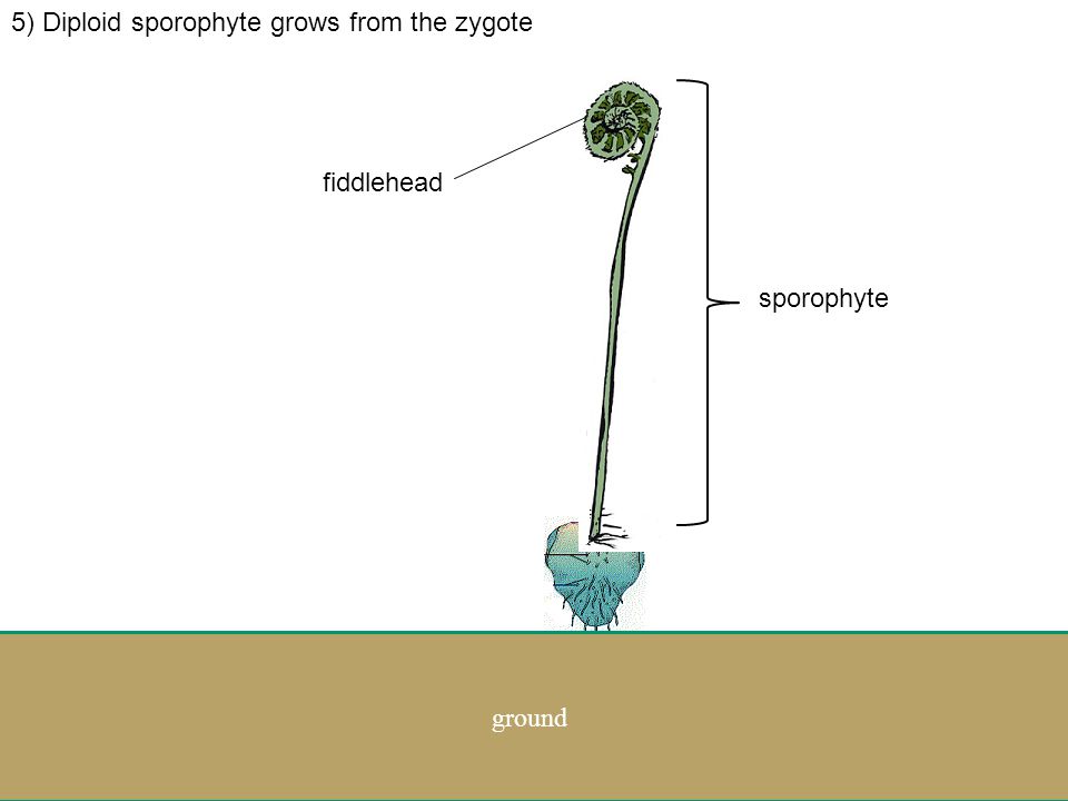 4) Sperm swim through water from the male antheridium to the female archegonia Let’s zoom back out egg zygo te