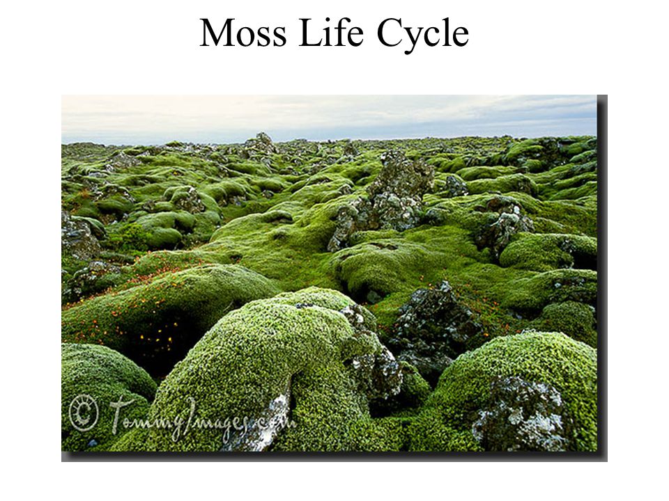Group 1: Seedless, Nonvascular Plants Live in moist environments to reproduce Grow low to ground to retain moisture (nonvascular) Lack true leaves Common pioneer species during succession Gametophyte most common (dominant) Ex: Mosses, liverworts, hornworts