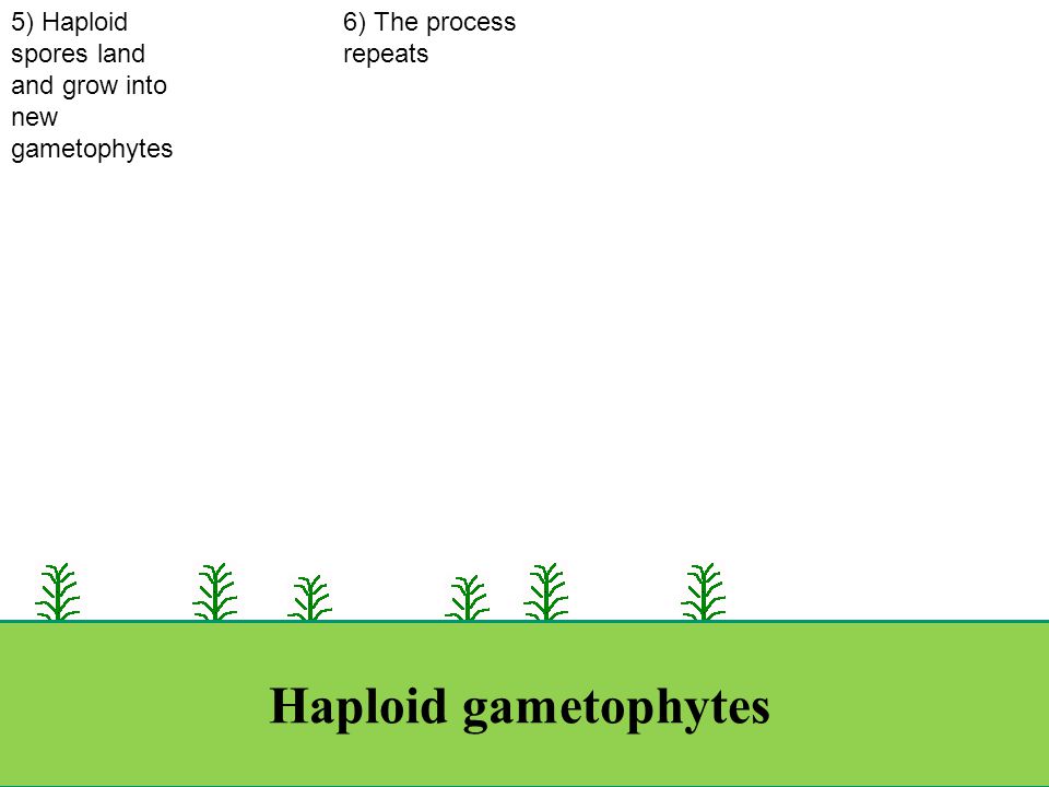 Haploid gametophytes 1)Moss gametophytes grow near the ground (haploid stage) 2) Through water, sperm from the male gametophyte will swim to the female gametophyte to create a diploid zygote 3) Diploid sporophyte will grow from zygote 4) Sporophyte will create and release haploid spores.....