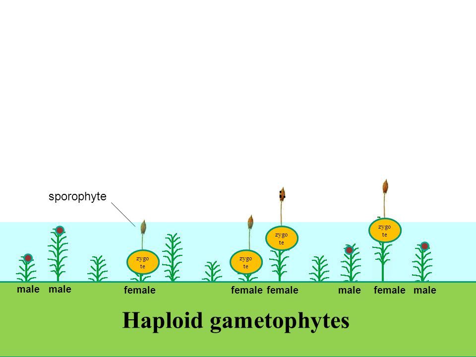 5) Haploid spores land and grow into new gametophytes.....