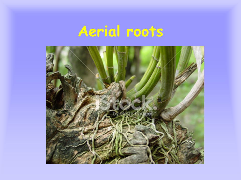 Aerial roots