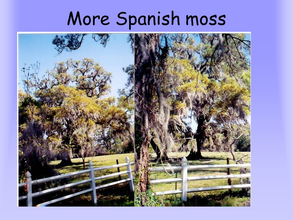 More Spanish moss