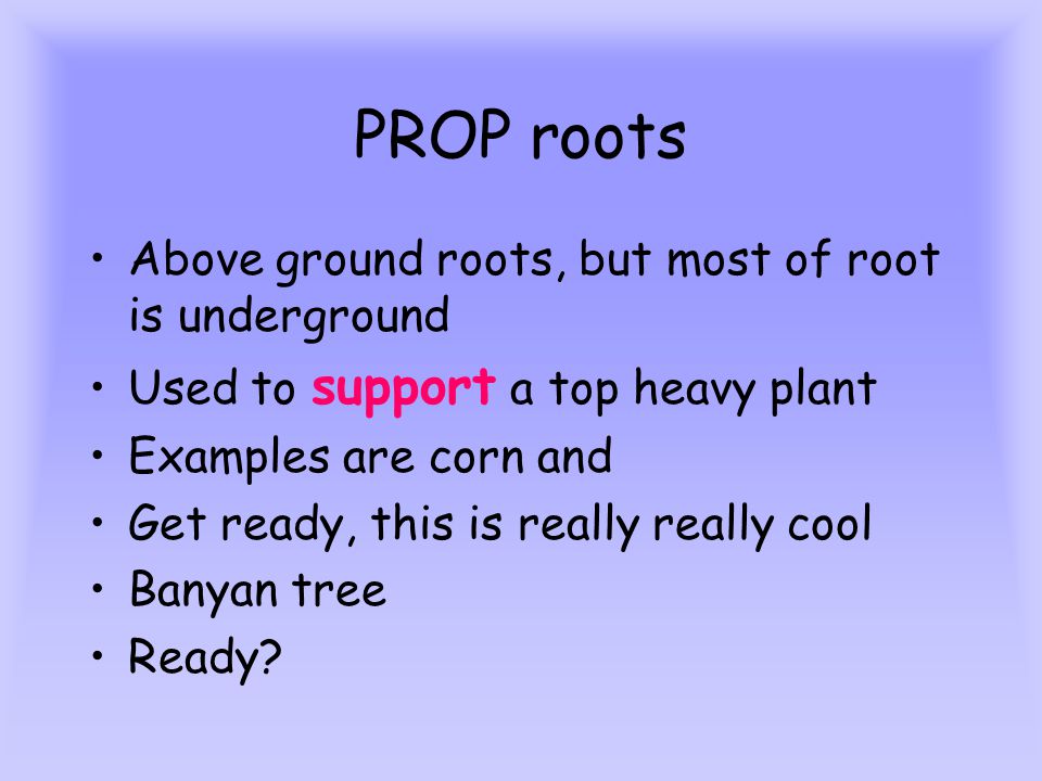 PROP roots Above ground roots, but most of root is underground Used to support a top heavy plant Examples are corn and Get ready, this is really really cool Banyan tree Ready