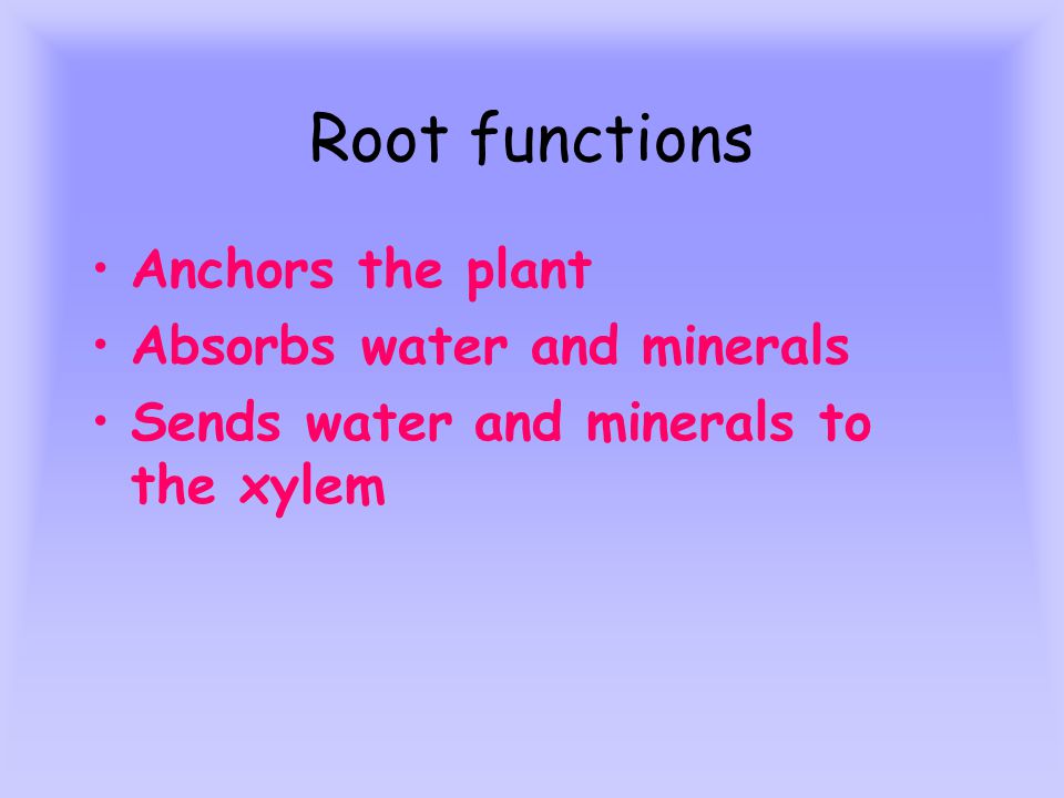 Root functions Anchors the plant Absorbs water and minerals Sends water and minerals to the xylem