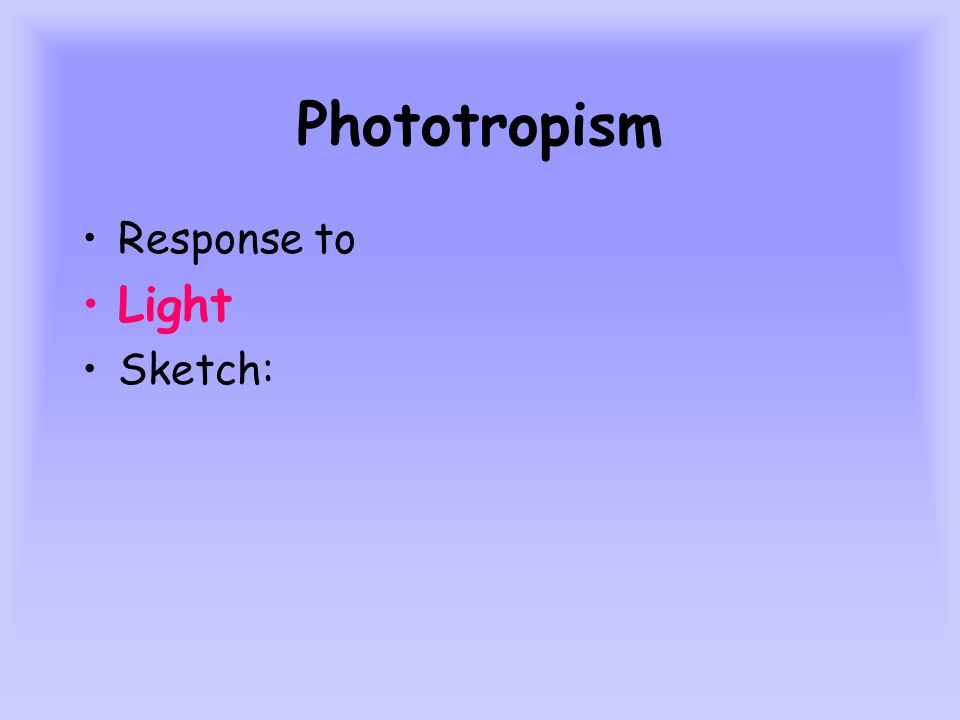Phototropism Response to Light Sketch: