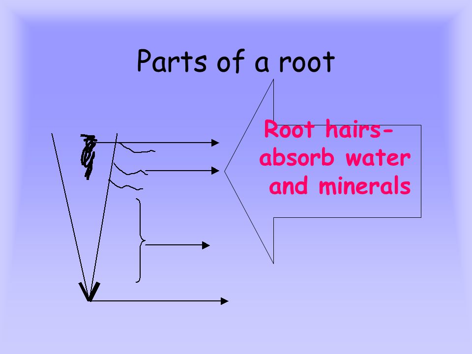 Parts of a root Root hairs- absorb water and minerals