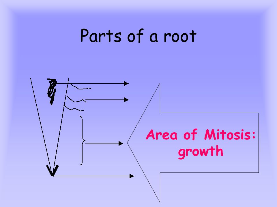 Parts of a root Area of Mitosis: growth