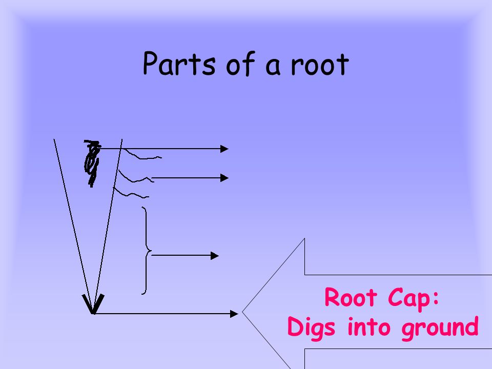 Parts of a root Root Cap: Digs into ground