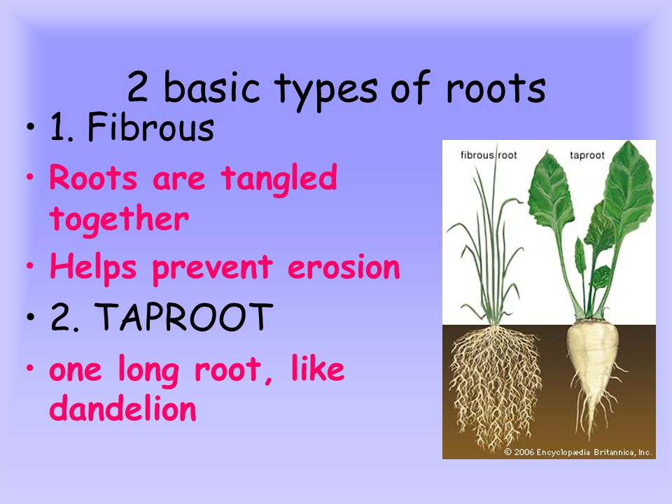 2 basic types of roots 1. Fibrous Roots are tangled together Helps prevent erosion 2.